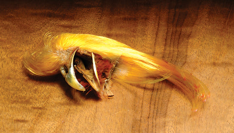 Hareline Golden Pheasant Complete Crest