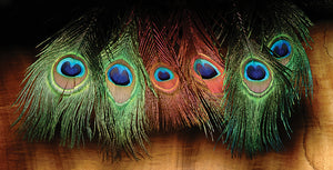 Peacock Eyed Sticks